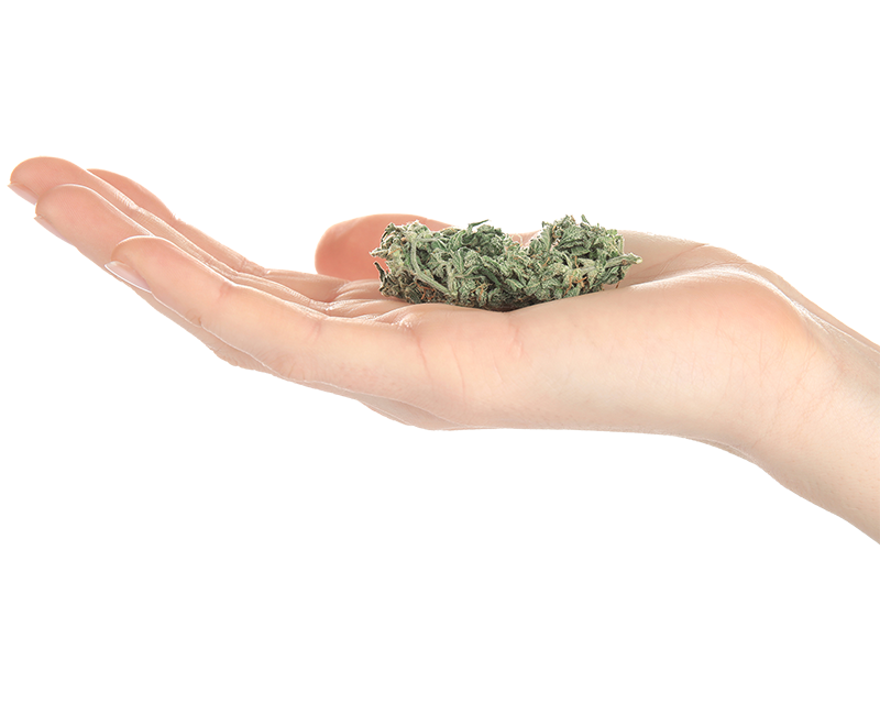 hand-holding-marijuana2 mr nugget